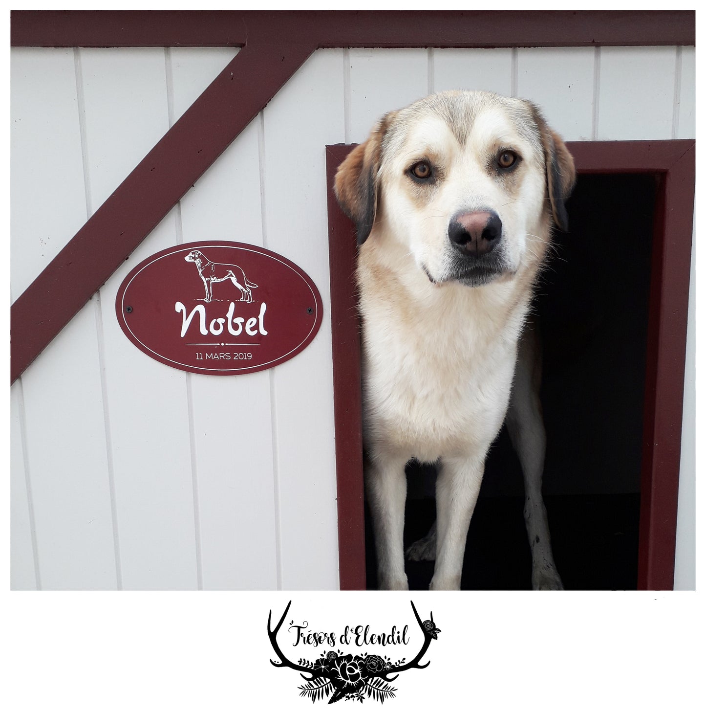 Plaque pour chien personnalisable (pmma)
