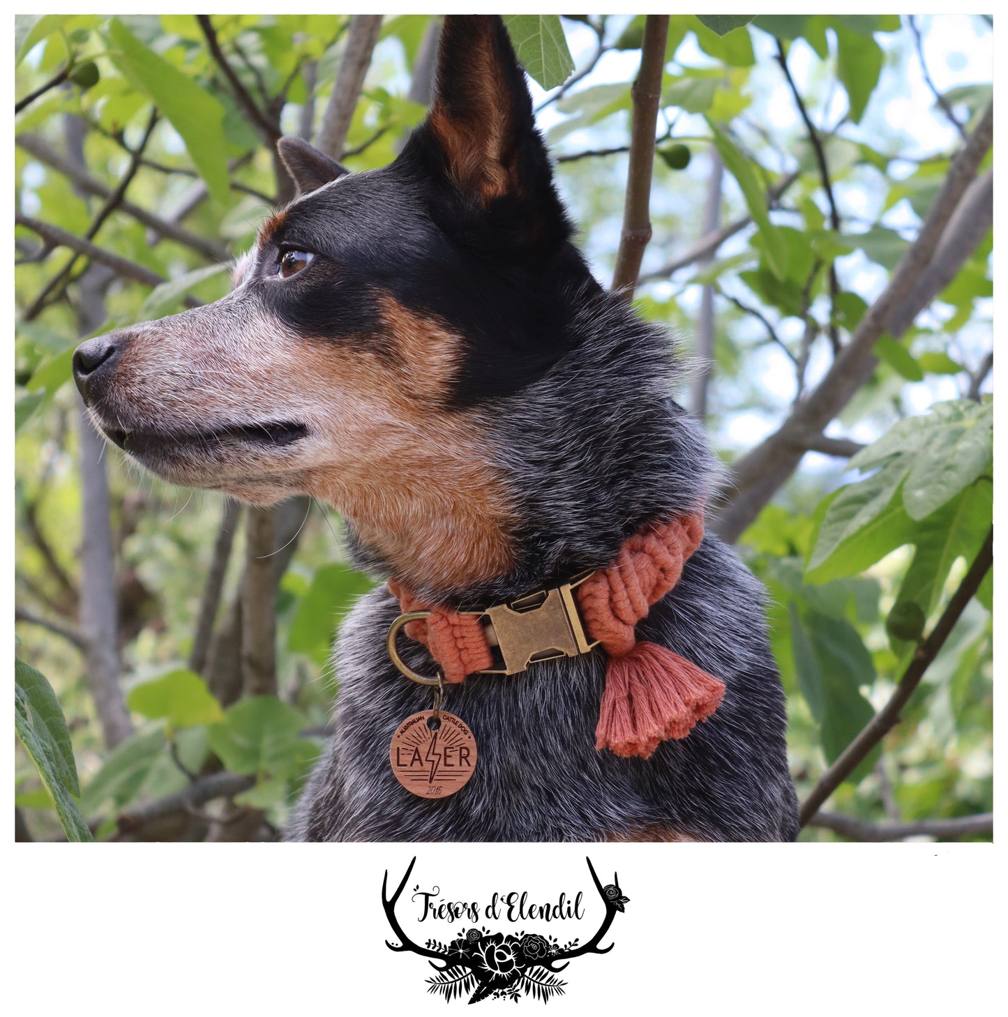 Médaille pour chien personnalisable